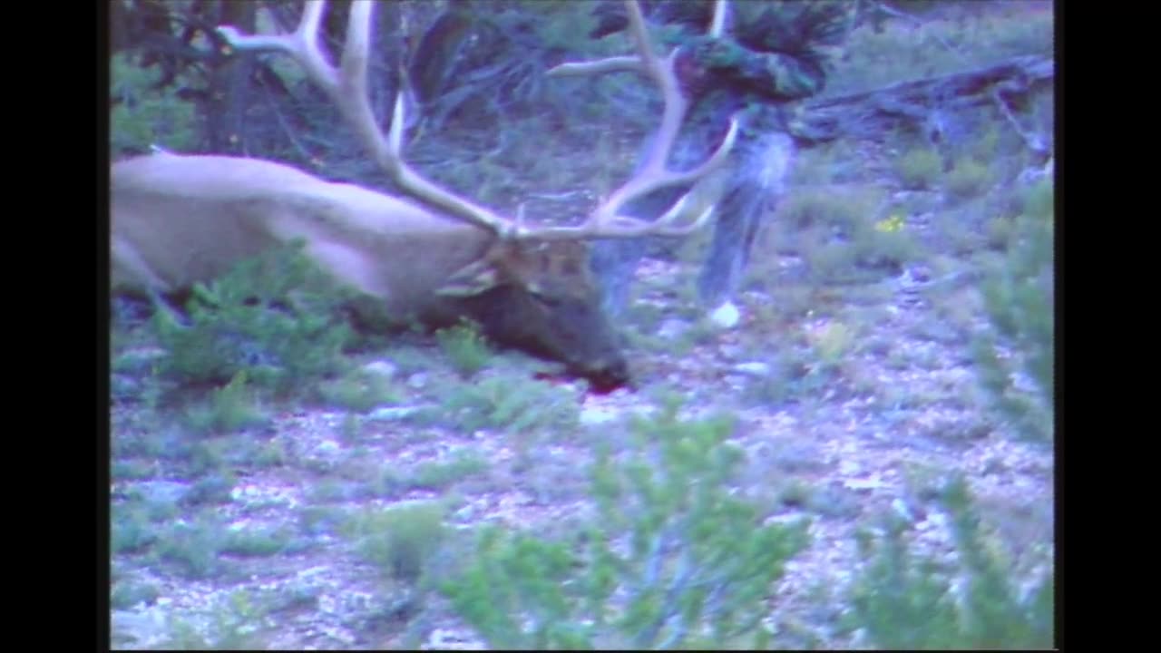 1985 New Mexico State Record Elk Hunt!