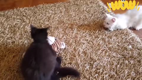 Cute pet two cats fighting, so cute