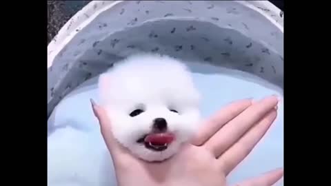 The cutest and most beautiful dog in the world