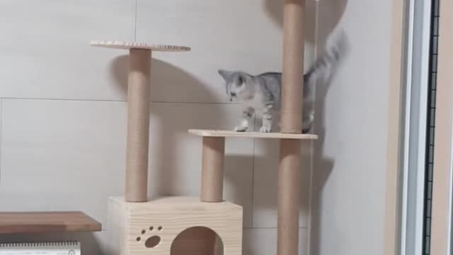Baby cat climbing the cat tower.