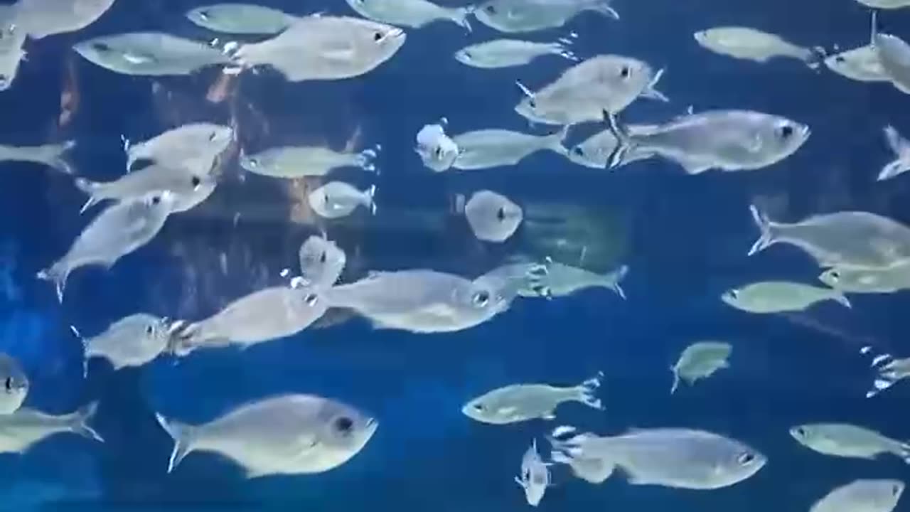 Beautiful fish..