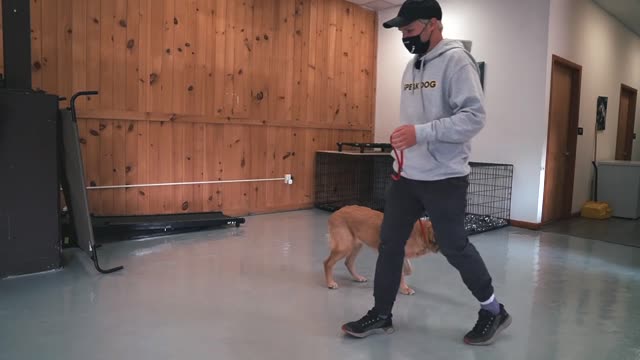 FROM VERY EXCITED PUPPY TO CALM AND COLLECTED LEASH WALKING!