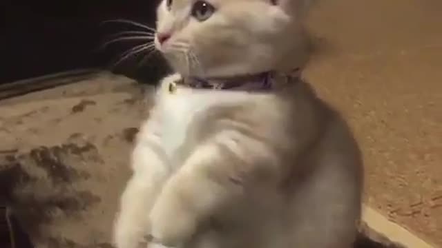 Funny cats must watch