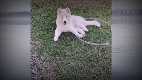 HUSKY SIBERIANO AULLANDO!