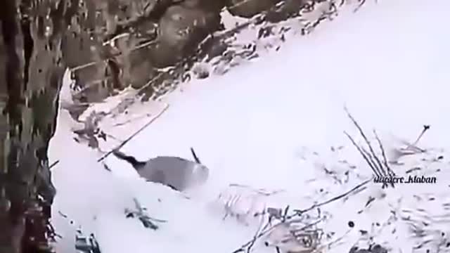 The antelope slid down the hill