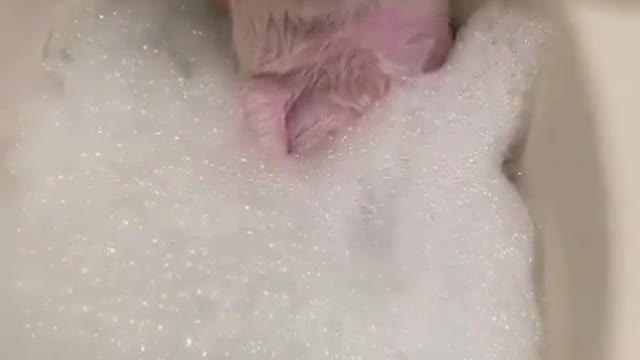 Spa time for this piggy! 😍