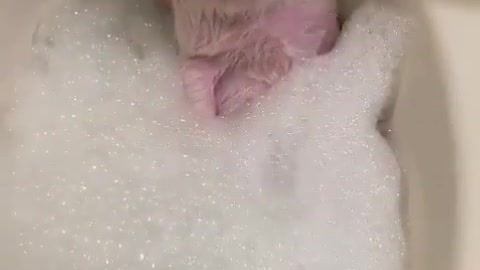 Spa time for this piggy! 😍