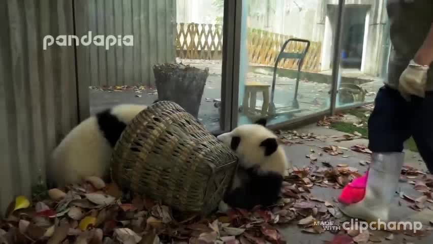 Caregiver taking dance of panda puppies