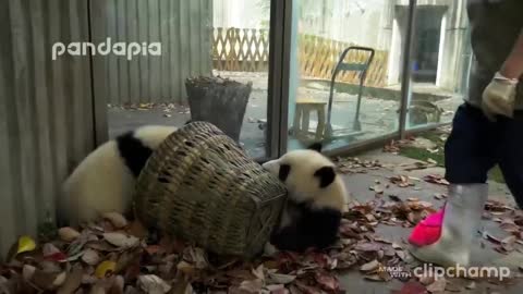 Caregiver taking dance of panda puppies