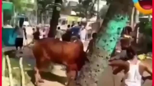 Bakra eid animal attack very funny video