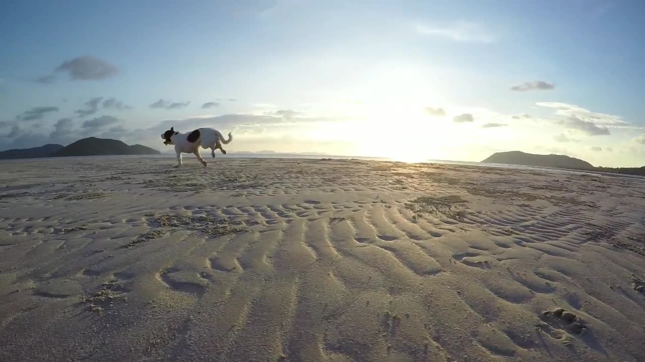 fun animals at sea