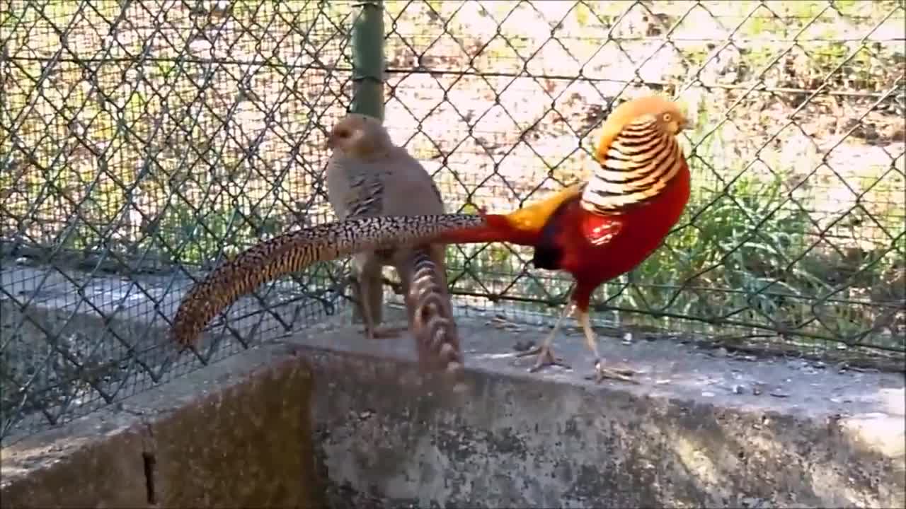Golden Beautiful Pheasants Birds