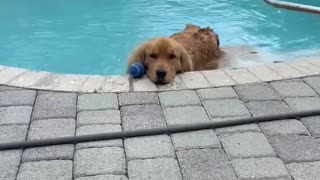 Sassy Golden Loves Playing Keep Away