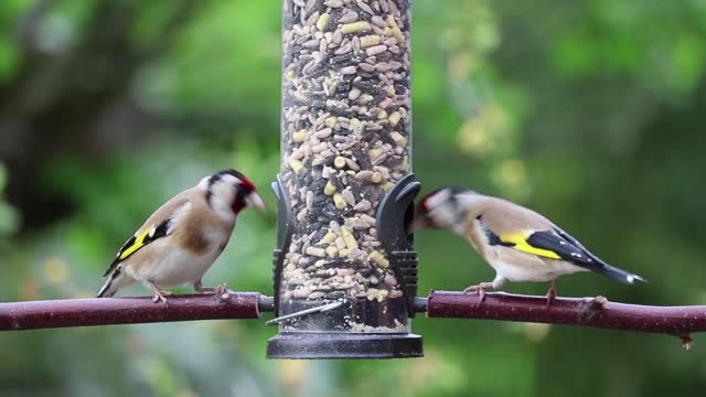 Goldfinches Eating