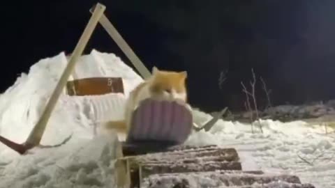 meow boarding