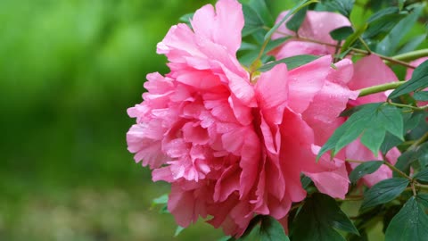 Peony flower