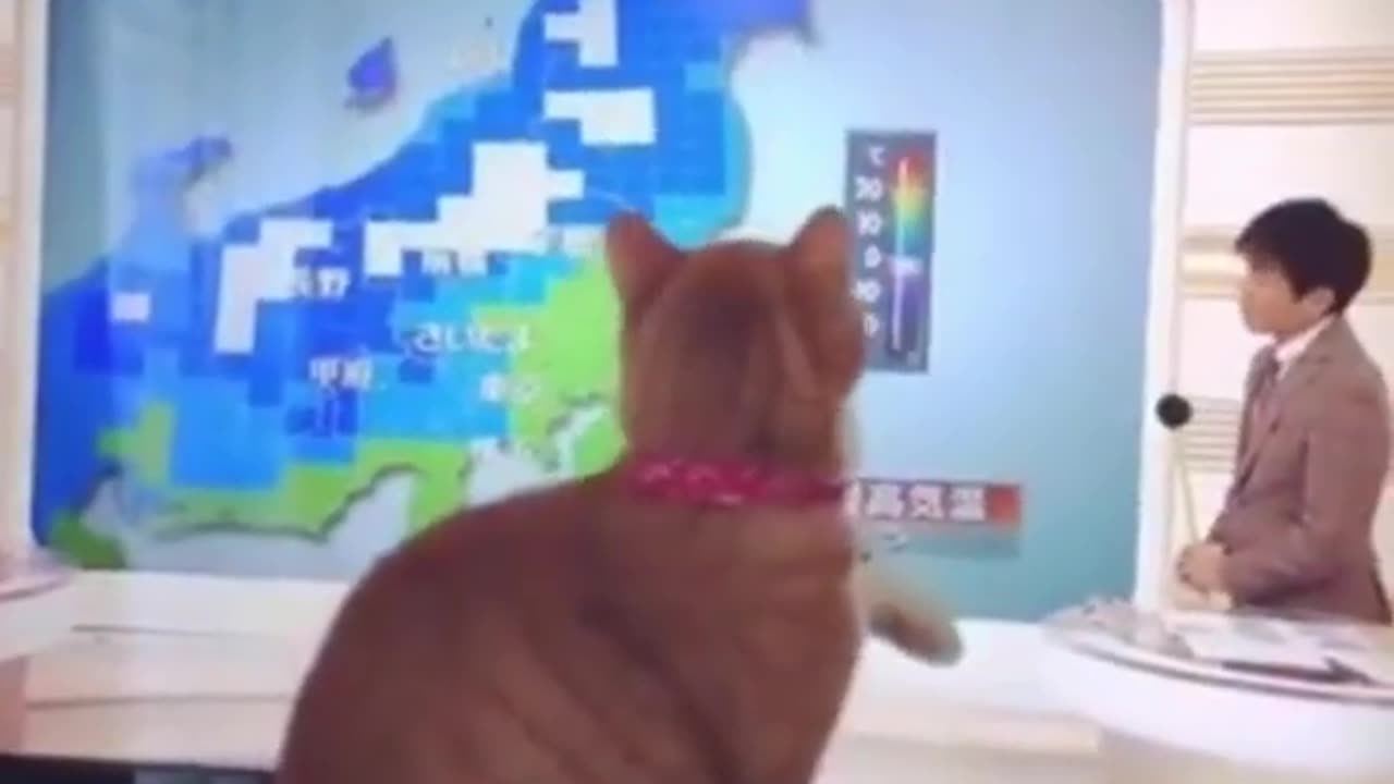 Funny Cats Moments