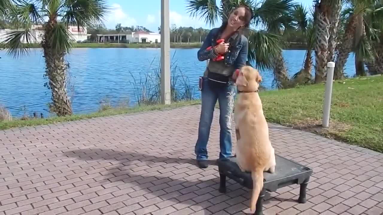 Dog training the best method