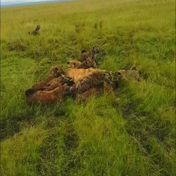 10 Hyens sworn over female lioness|Hyens attacked lion| Wildlife|