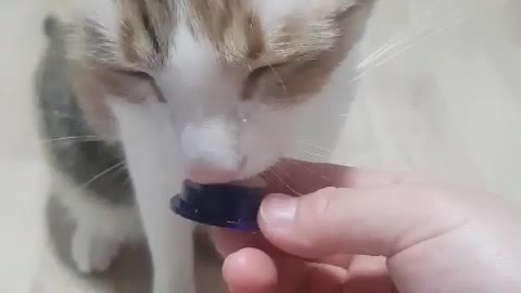 Cute cat eating delicious snacks