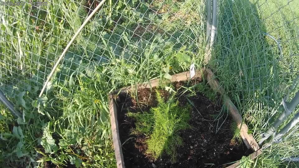 quick look at garden after hail storm