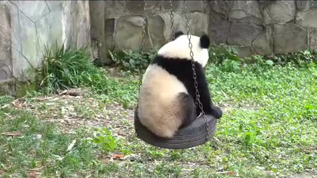 Giant pandas on swings