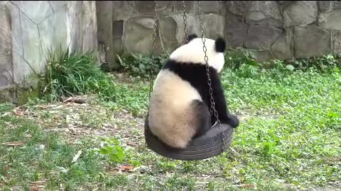 Giant pandas on swings