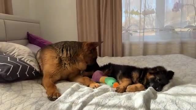 German Shepherd Confused by Meeting with German Shepherd Puppy