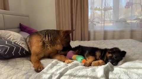 German Shepherd Confused by Meeting with German Shepherd Puppy