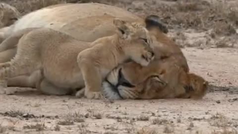 Beautiful lion with mom