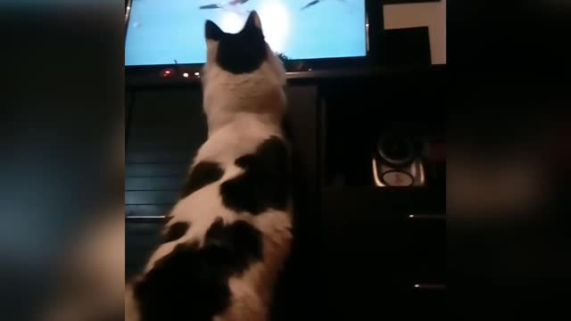 Gato mira documental de animales, intenta atrapar flamencos