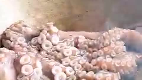 Octopus cooking