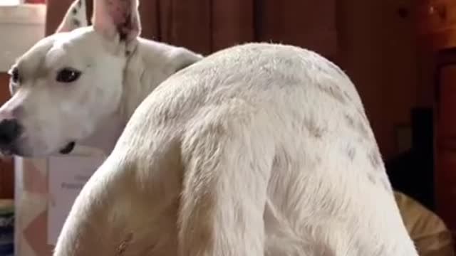 Ultimate Baby Dogs - Cute and Funny Dog Videos Compilation #Shorts