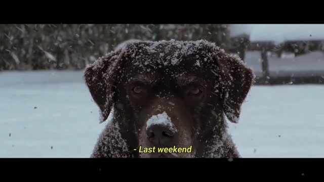 🙂 A homeless dog is fighting the icy weather with a very strong morale.🙂❤️