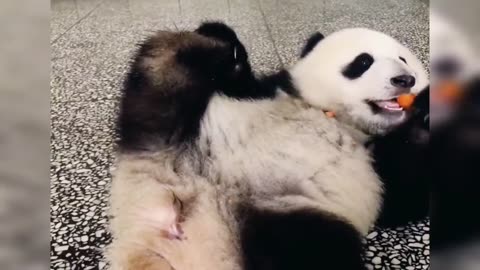 Cute Panda Video Funny Compilation