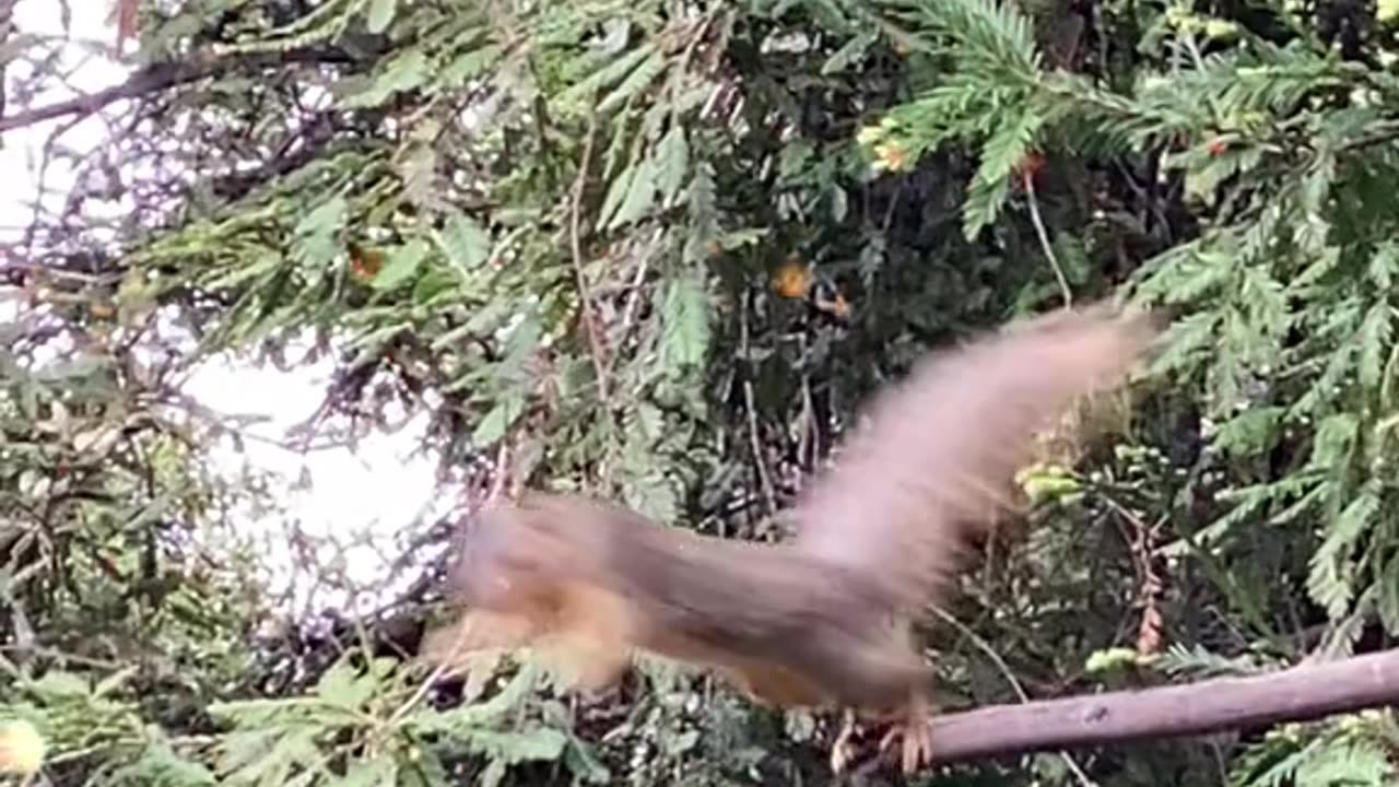 Squirrel On Red Wood LA US #Nature #Squirrel #Dog #Panda