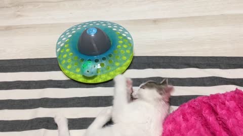 Baby cat playing with toys