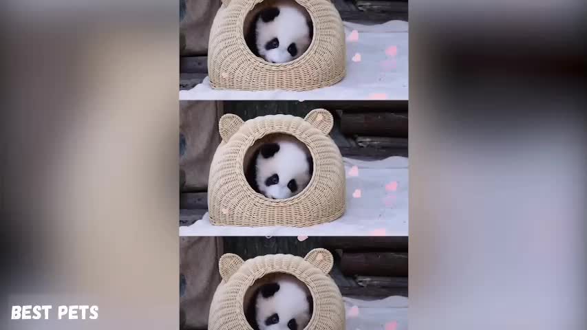 Cute and funny panda in the most beautiful shots
