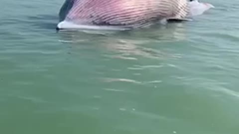 Dead whale in Kuwait