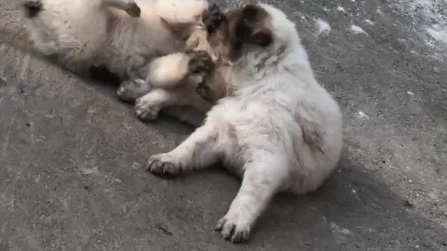 A Lazy fight Between two street puppies 🐶