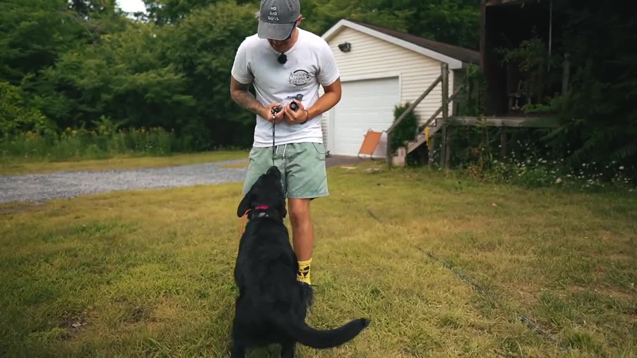 HOW TO SAFELY TRAIN DOGS COMPLETELY OFF LEASH