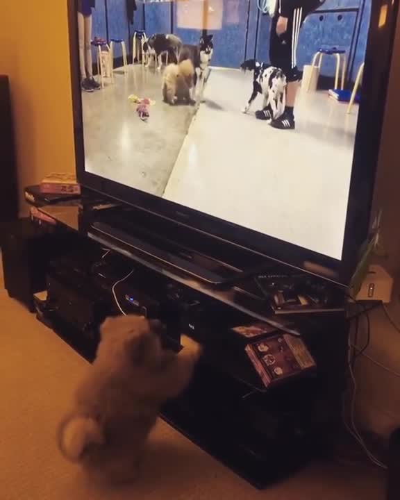 Cachorro mira el vídeo de su primer día de escuela