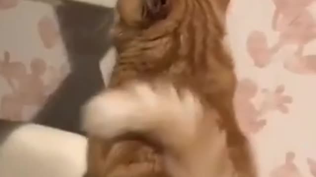 6.#cute cat#shorts