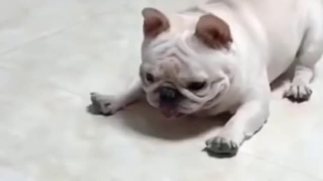 Funny animals playing with toys.