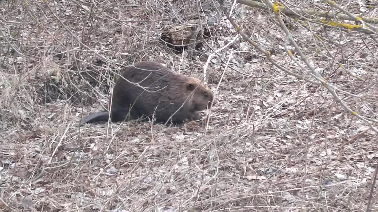 Man Faces Beaver and Regrets His Decision