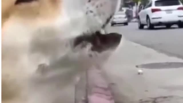 Funniest Dog video -Try Not To Laugh
