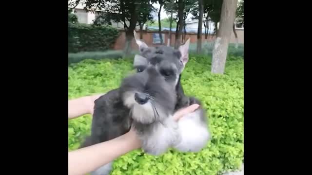 Best Animals 2 Minutes of Funny Cats and Dogs Videos