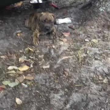 Cute Brindle bully mix