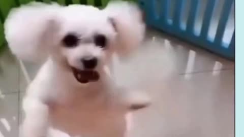 A Cute Dog Dancing