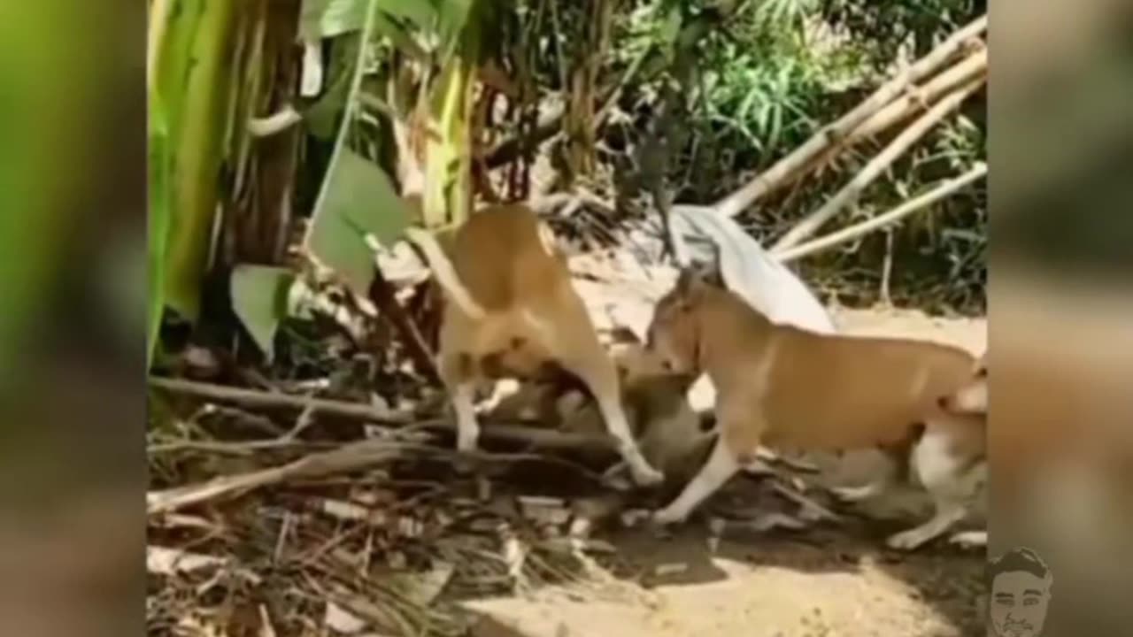 Animal funny video